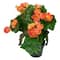11" Coral Pink Potted Silk Begonia Floral Arrangement